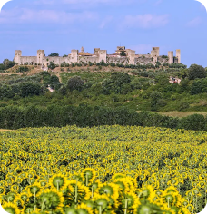 Campo di girasoli in fiore con un borgo medievale sullo sfondo
