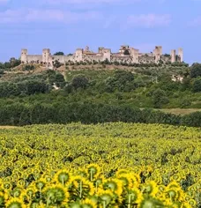 Campo di girasoli in fiore con un borgo medievale sullo sfondo