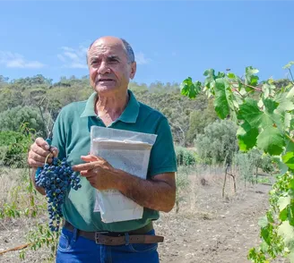 Älterer Mann in seinem Weinberg
